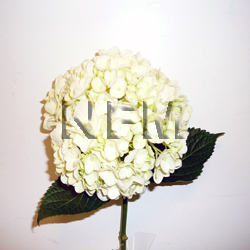 hydrangea white flowers whoelsale